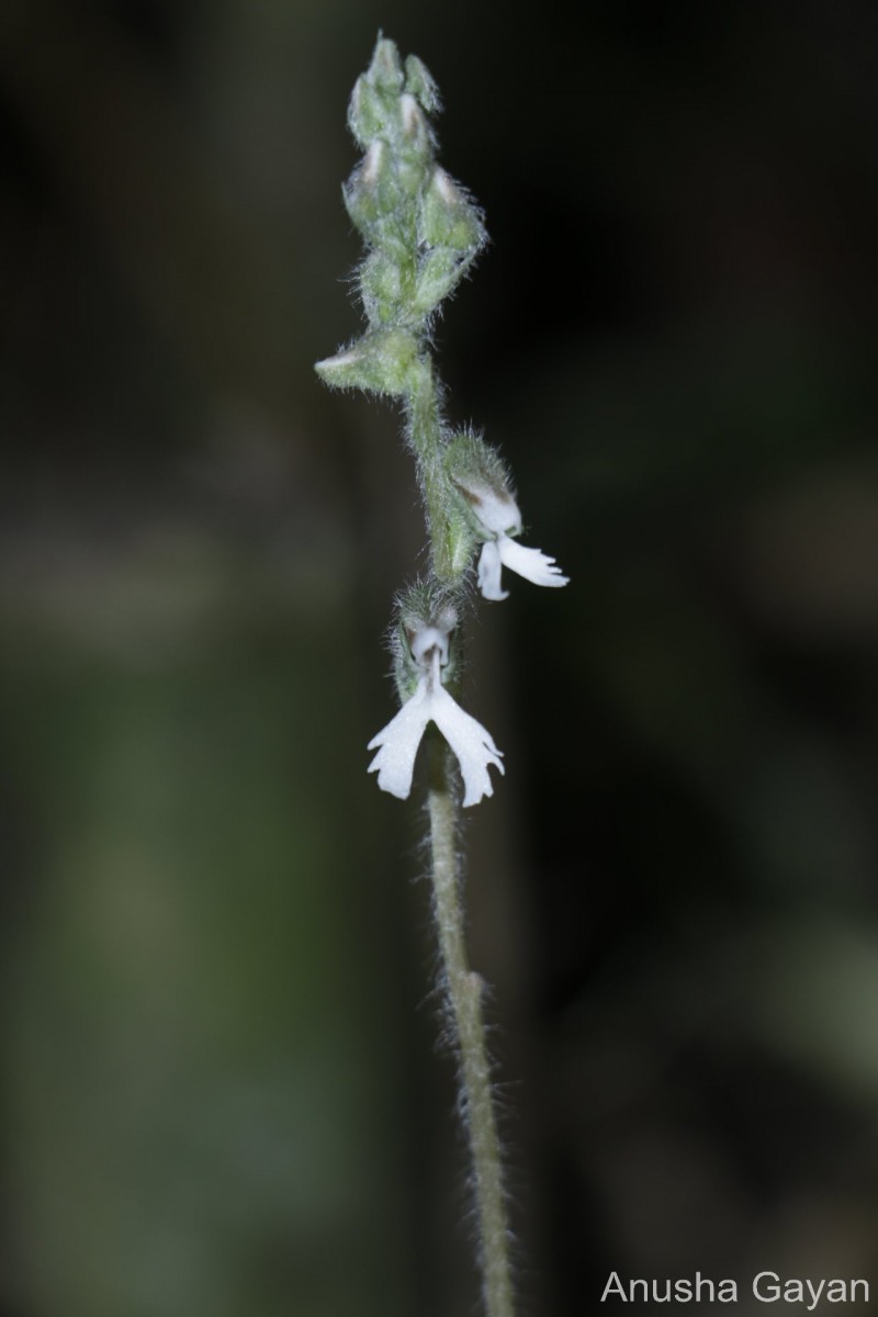 Zeuxine longilabris (Lindl.) Trimen